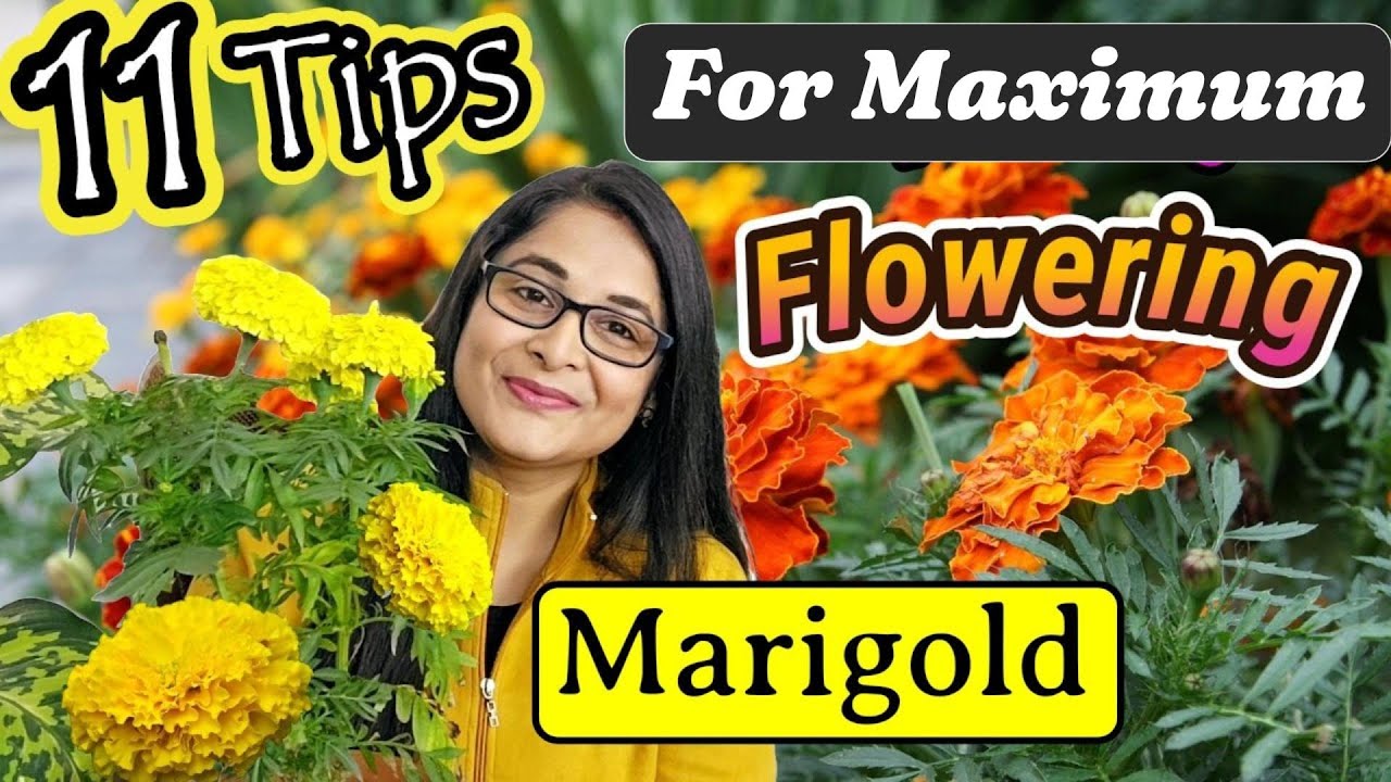 🔴MARIGOLD COMPLETE PLANT CARE TIPS TO MAKE BUSHY & FLOWERING/गेंदे के पौधे / GENDA PLANT #marigold