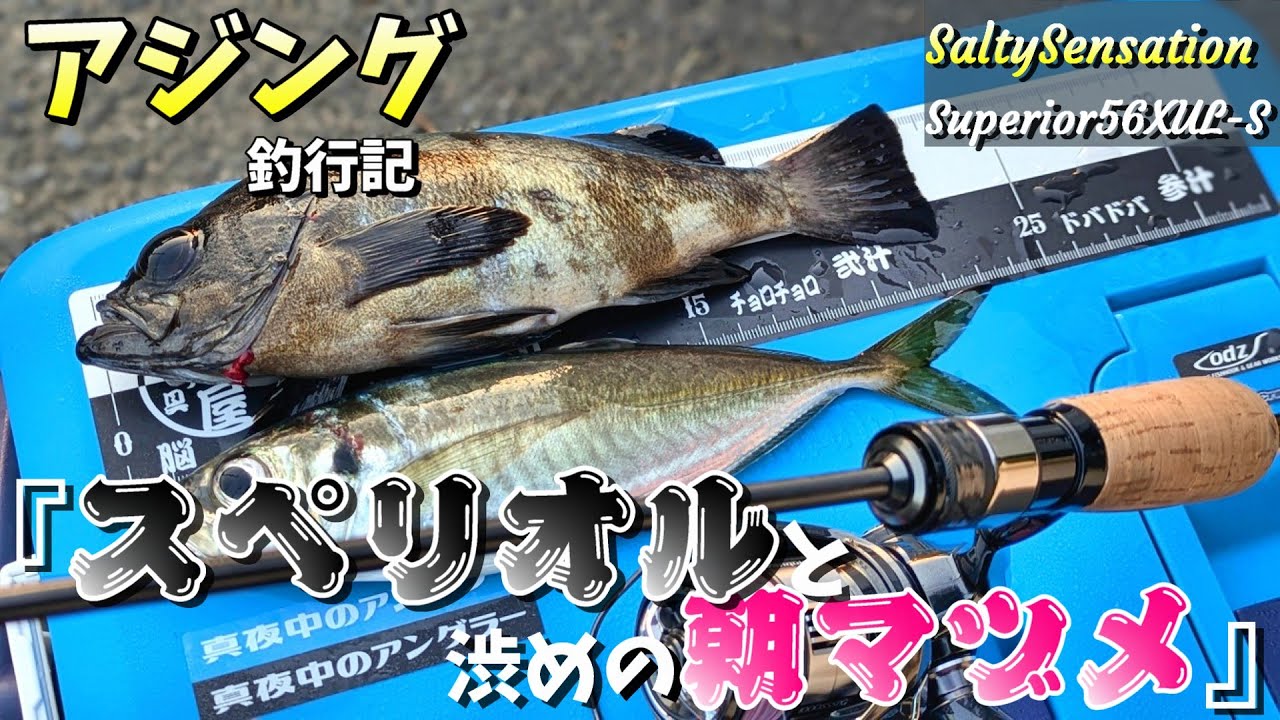 【アジングin淡路島】春の朝マヅメはどんな感じ！？今季初の朝マヅメ調査です。　　【ソルティーセンセーションスペリオル・トゥイッギー】