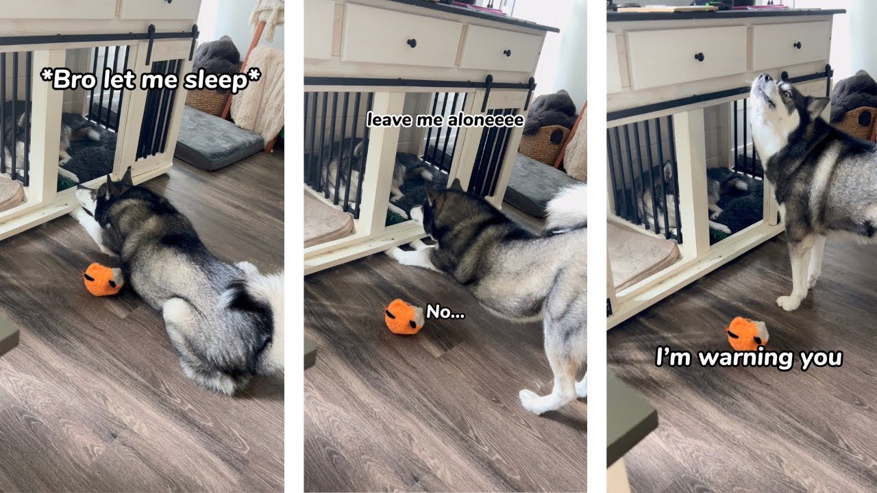 My Husky Throws a HUGE TANTRUM Because His Brother Won’t Play… (He Speaks!!)