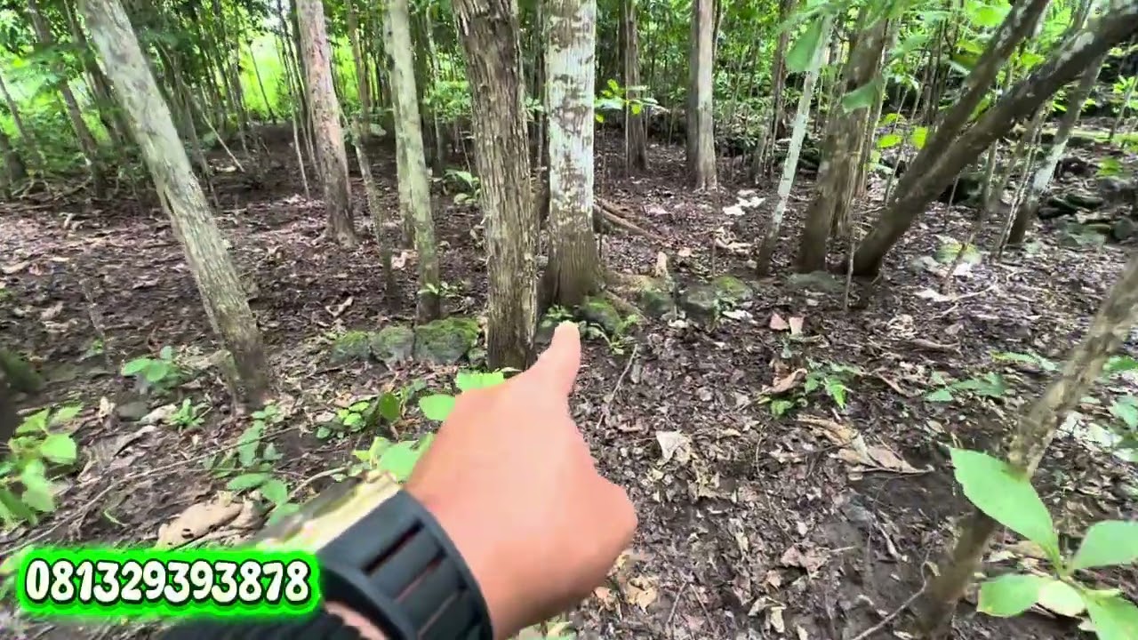 Tanah datar berisikan pohon jati dan pohon mahoni cukup 35 juta saja