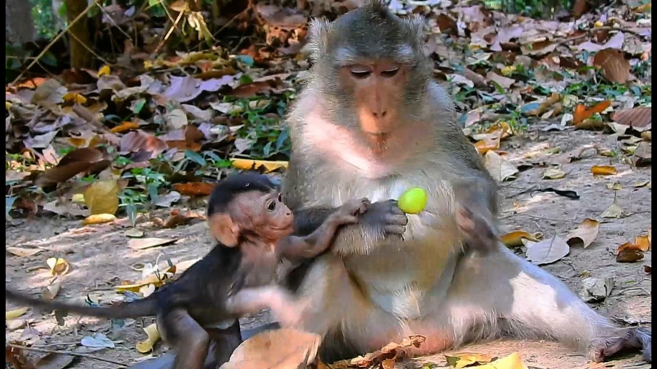 Monkey Amina walks with Mom Anna, holding hands, happy and brave, smiling under bright trees.