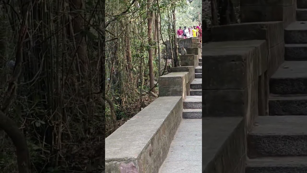 #monkey