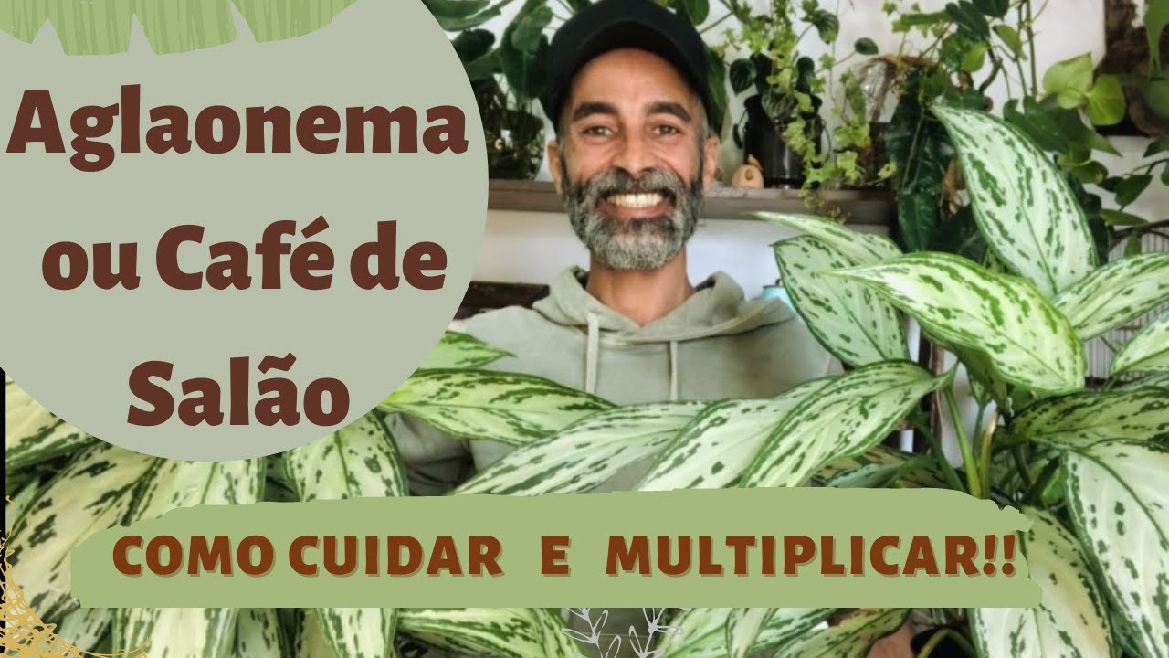 AGLAONEMA ou CAFÉ de SALÃO - Como cuidar e tirar mudas! Multiplique sua planta!!!