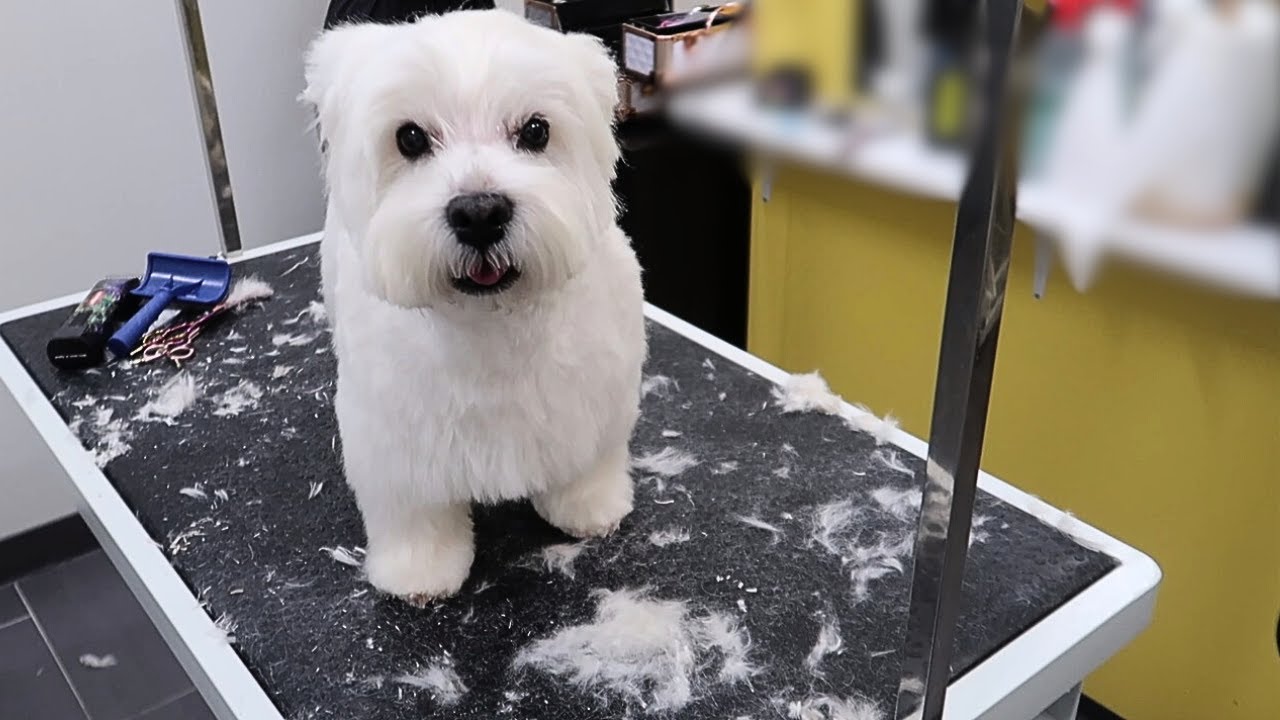 BONJOUR Koiratrimmaamo | Westie, pesu ja trimmaus: turkin lyhyeksi muotoilu koneella/saksin 💛