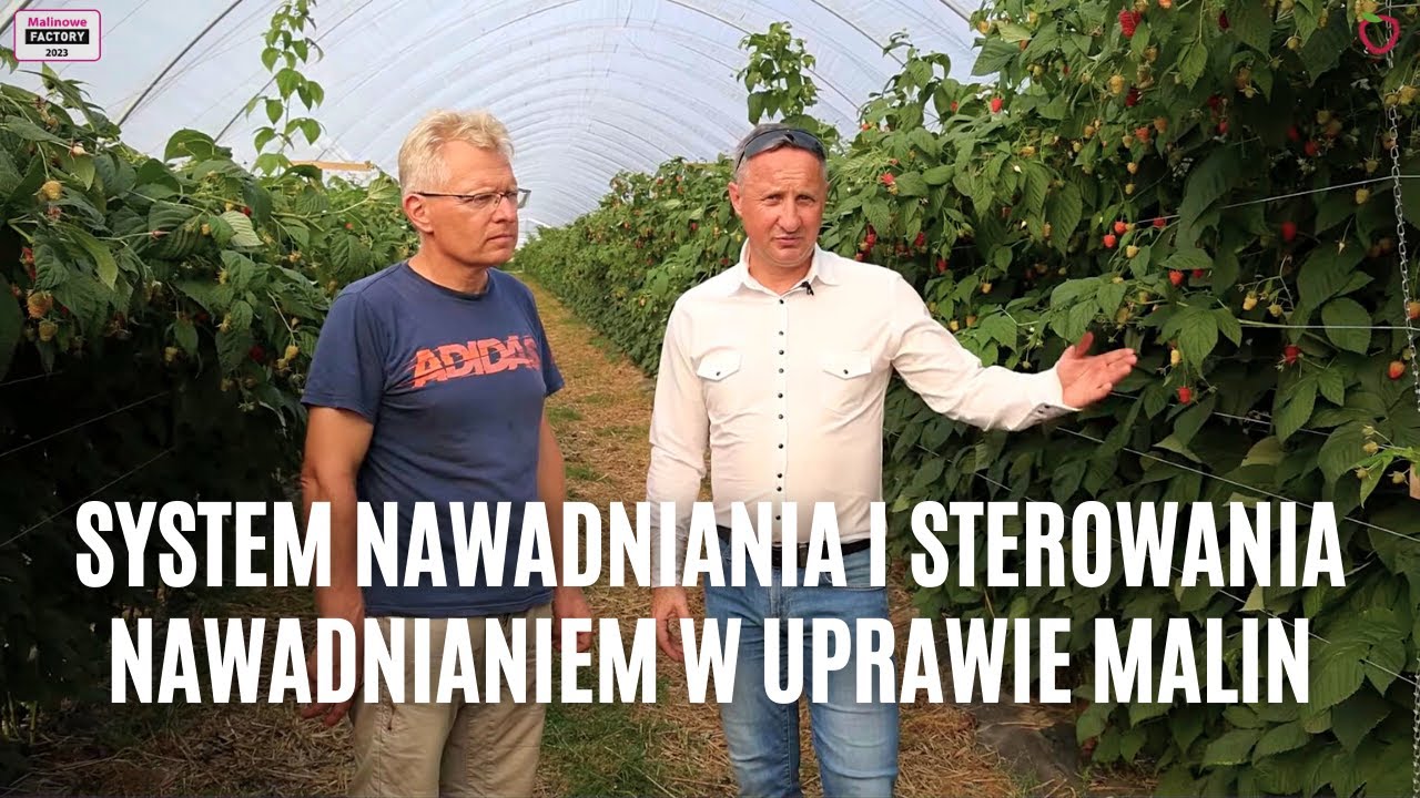 System nawadniania i sterowania nawadnianiem w uprawia malin, ale nie tylko
