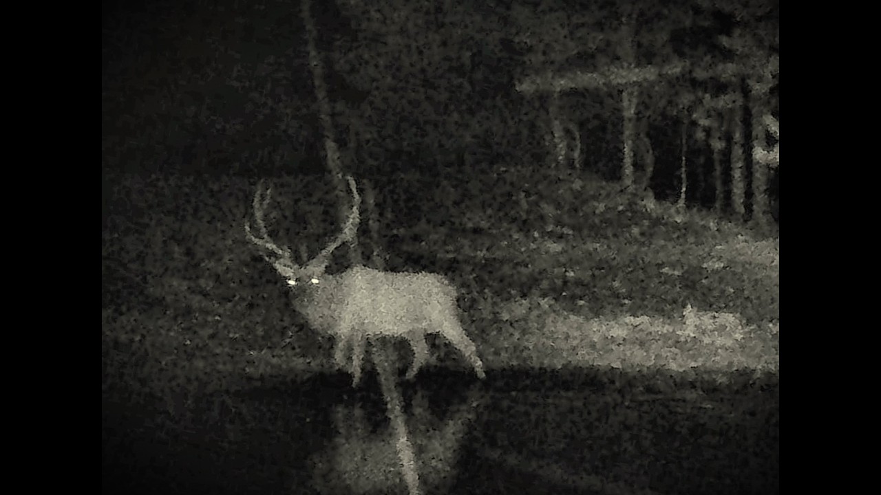 Elk, Lightning Storm, Turkey | Ghosts of the Timber