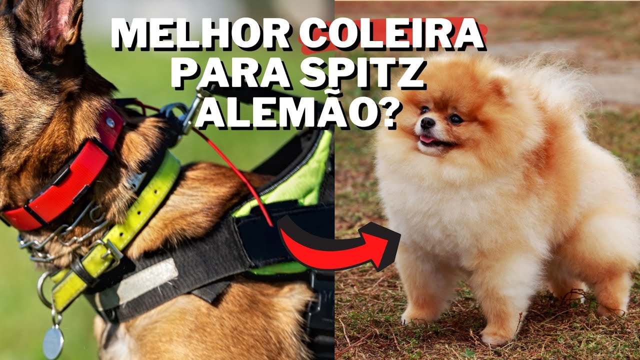 Qual é a melhor COLEIRA para SPITZ ALEMÃO?