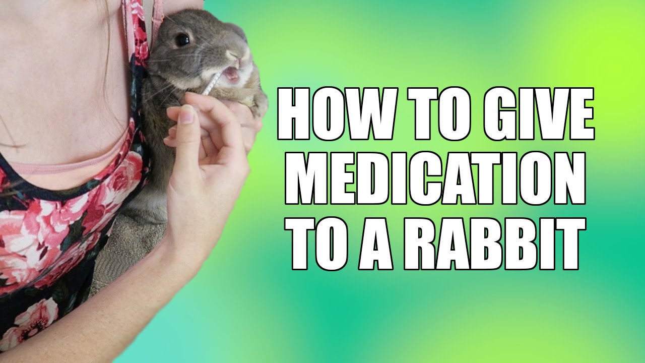 How To Give Medication To A Rabbit