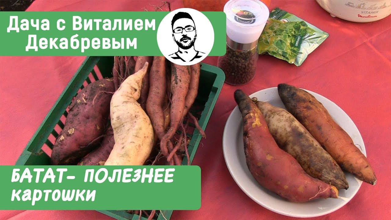 БАТАТ - ЛУЧШЕ КАРТОФЕЛЯ! Выращивание и дегустация.