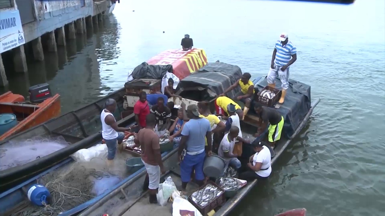 Guerra de pescadores por el buche de corvina