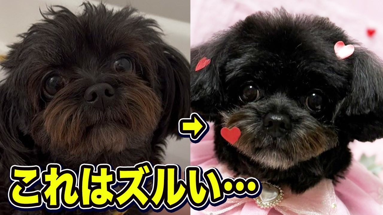 【黒チワプー】スッキリテディーベアカット【ミックス犬】