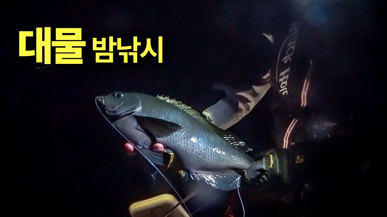 밤낚시의 비밀! ... 바닥이 훤히 보이는 자갈밭에 밤만 되면 나타나는 덩치급 대물들!!