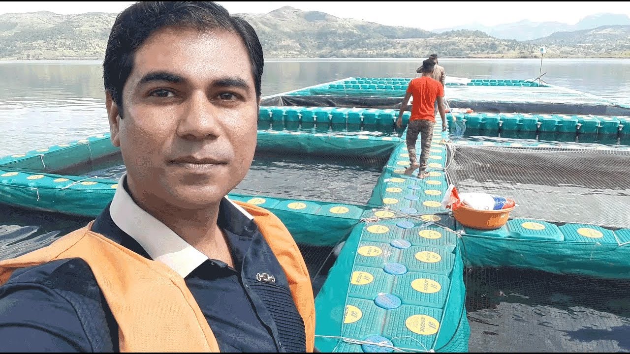 Zabardast Cage Culture Pangasius Common Carp By Datta Bhagade Fish Farming In Dam
