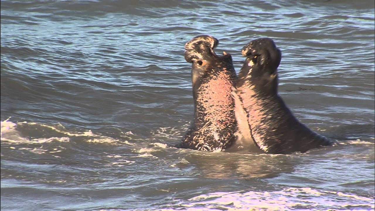 Piedras Blancas: Elephant Seals - Raging Bulls Battle