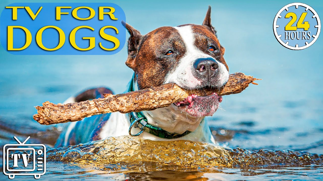 24 Hours of TV for Dogs with Anxiety: Boredom Busting Videos for Dogs with Relaxing Music & Calming