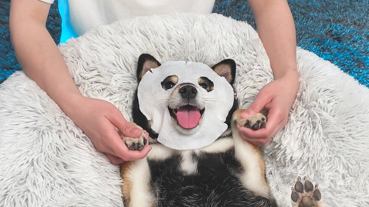 主人給狗狗全身按摩，柴犬享受的表情好可愛，這也太舒服了！