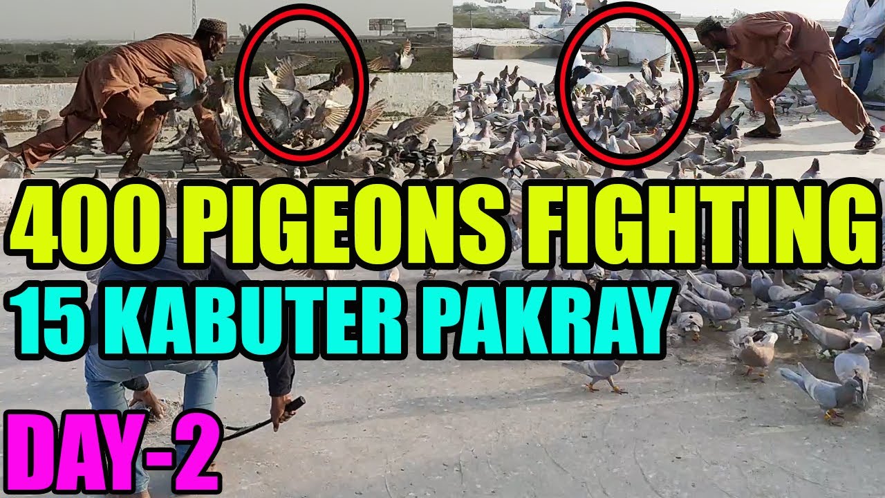 400 Pigeons Fighting Loft Koray Kabooter Larrayya DAY-2 Umair VS Bilal Catching 15 Kabootar Pakray