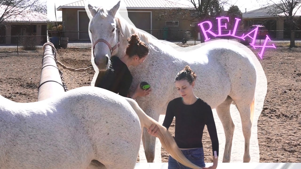 ASMR Relaxing Horse Grooming