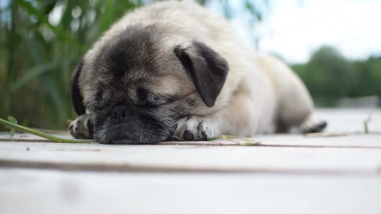 Dog Pug Sleep HD Videos