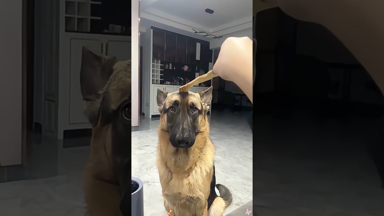 Dramatic German shepherd 😂😂