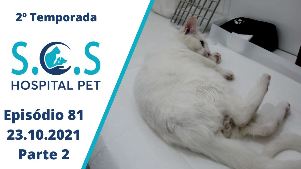 Pedrinho com enema tem dificuldade para defecar   - Programa SOS Hospital Pet - 2° Temporada