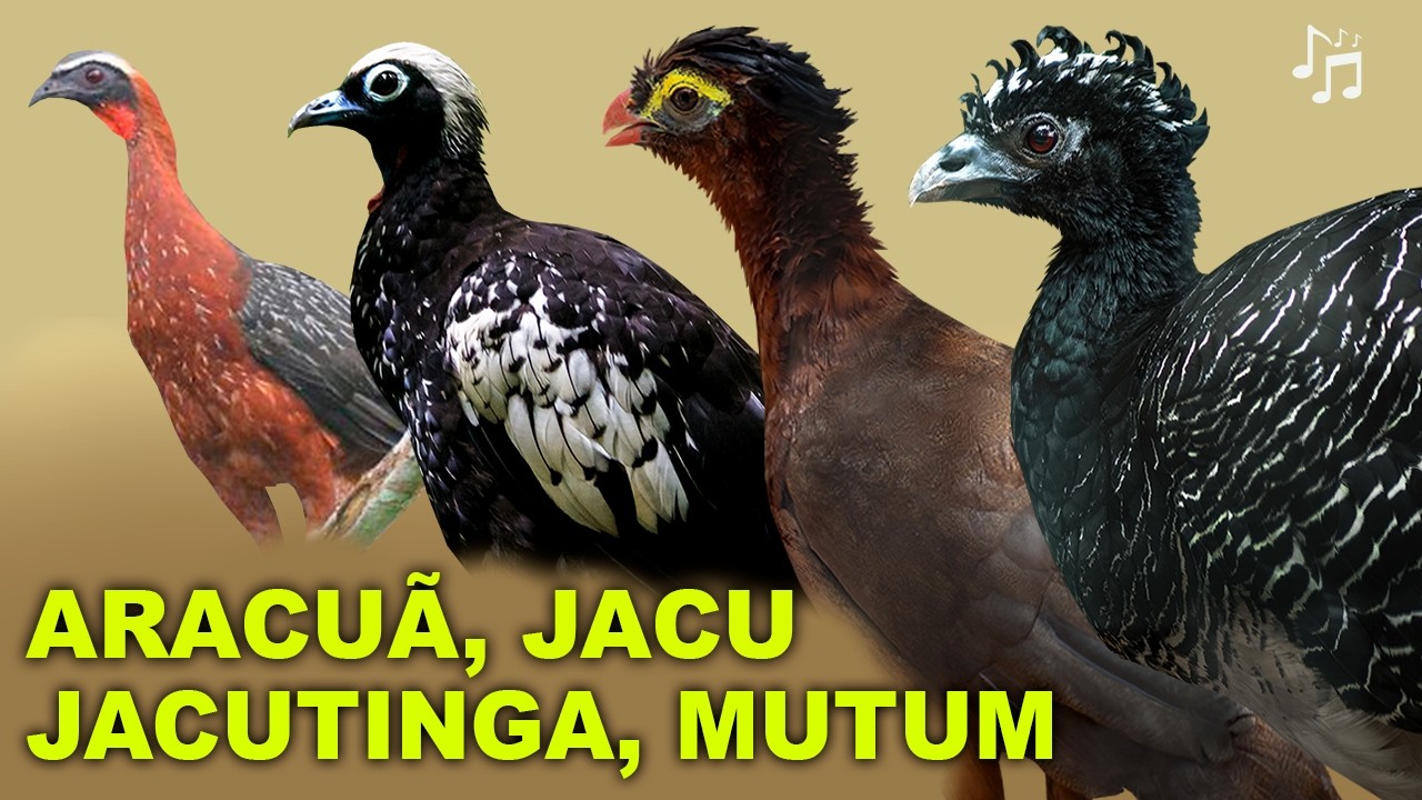 ESP&Eacute;CIES e CANTOS DOS ARACU&Atilde;, JACU, JACUTINGA E MUTUM | Canal Aves