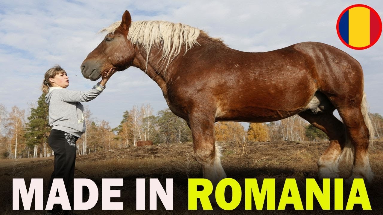 6 RARE Romanian Origin Horse Breeds You Don't Know About!!