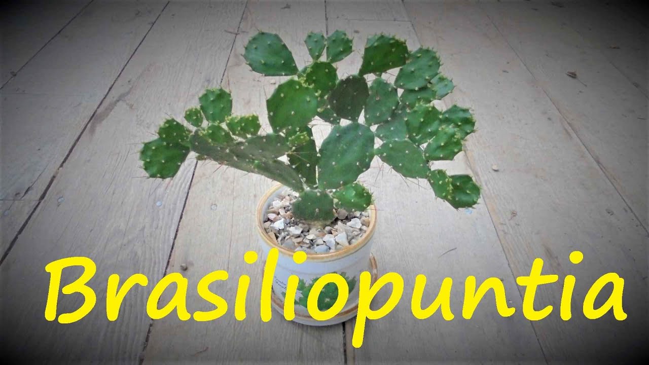Brasiliopuntia brasiliensis 🌵🌵🌵 #opuntia