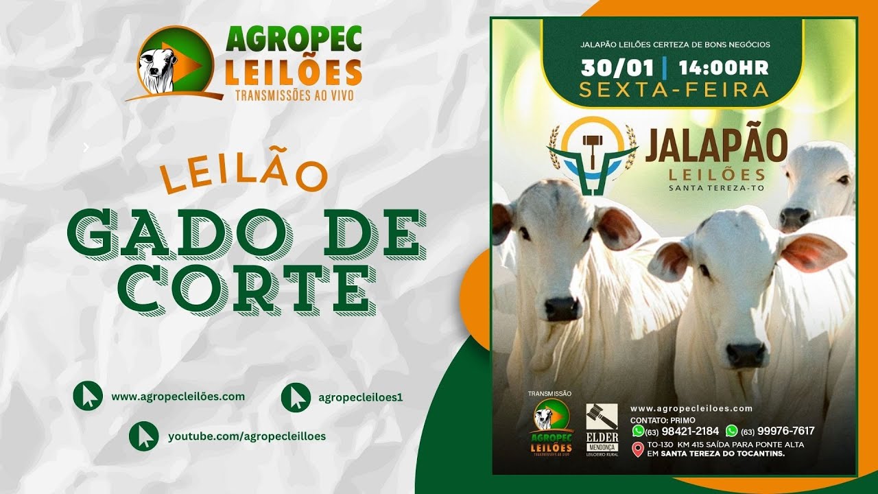 Agropecleiloes.com LEILÃO GADO DE CORTE  | JALAPÃO LEILÕES - SANTA TEREZA-TO| 30/01/2026.