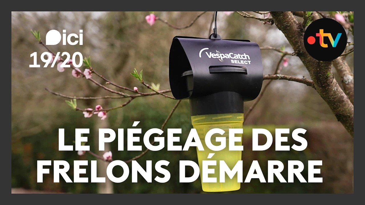 Avec le printemps qui arrive, la chasse aux frelons asiatiques redémarre
