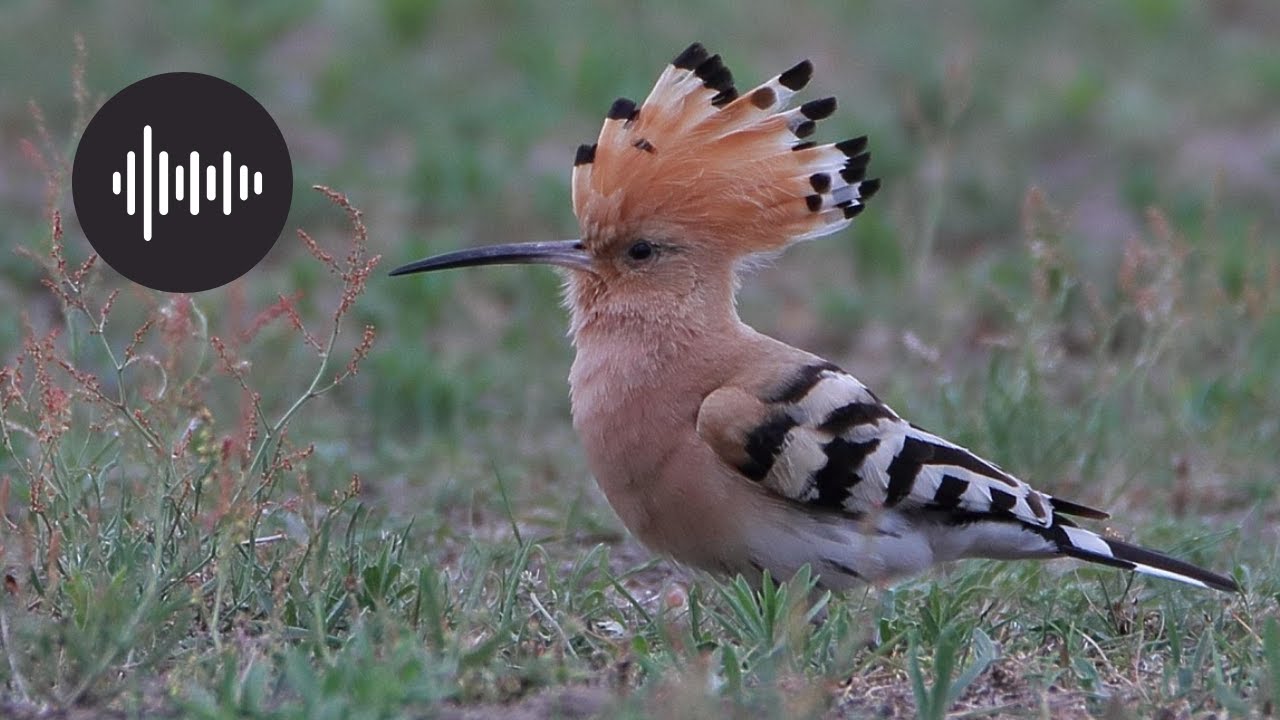 Huppe fasci&eacute;e : Son chant unique et ses secrets &eacute;tonnants | Hoopoe singing | Eurasian Hoopoe call 🐦🎶