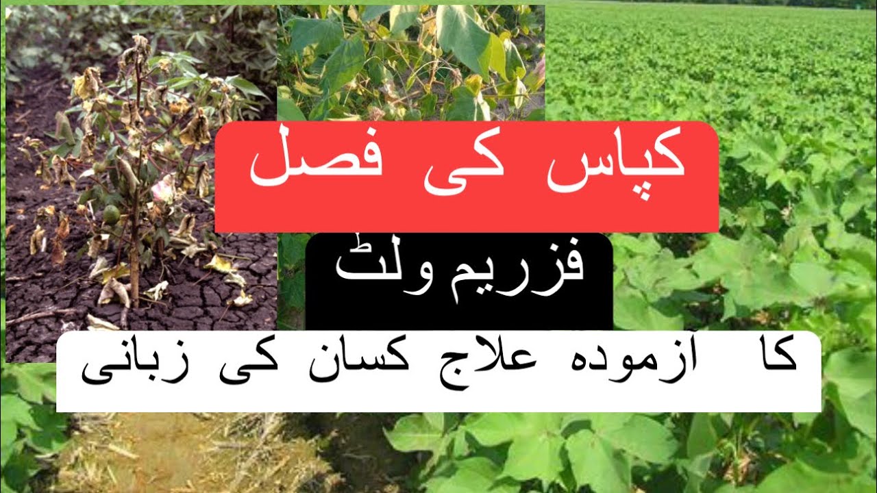 A tried and tested treatment for fusarium wilt of cotton crop by the farmer.