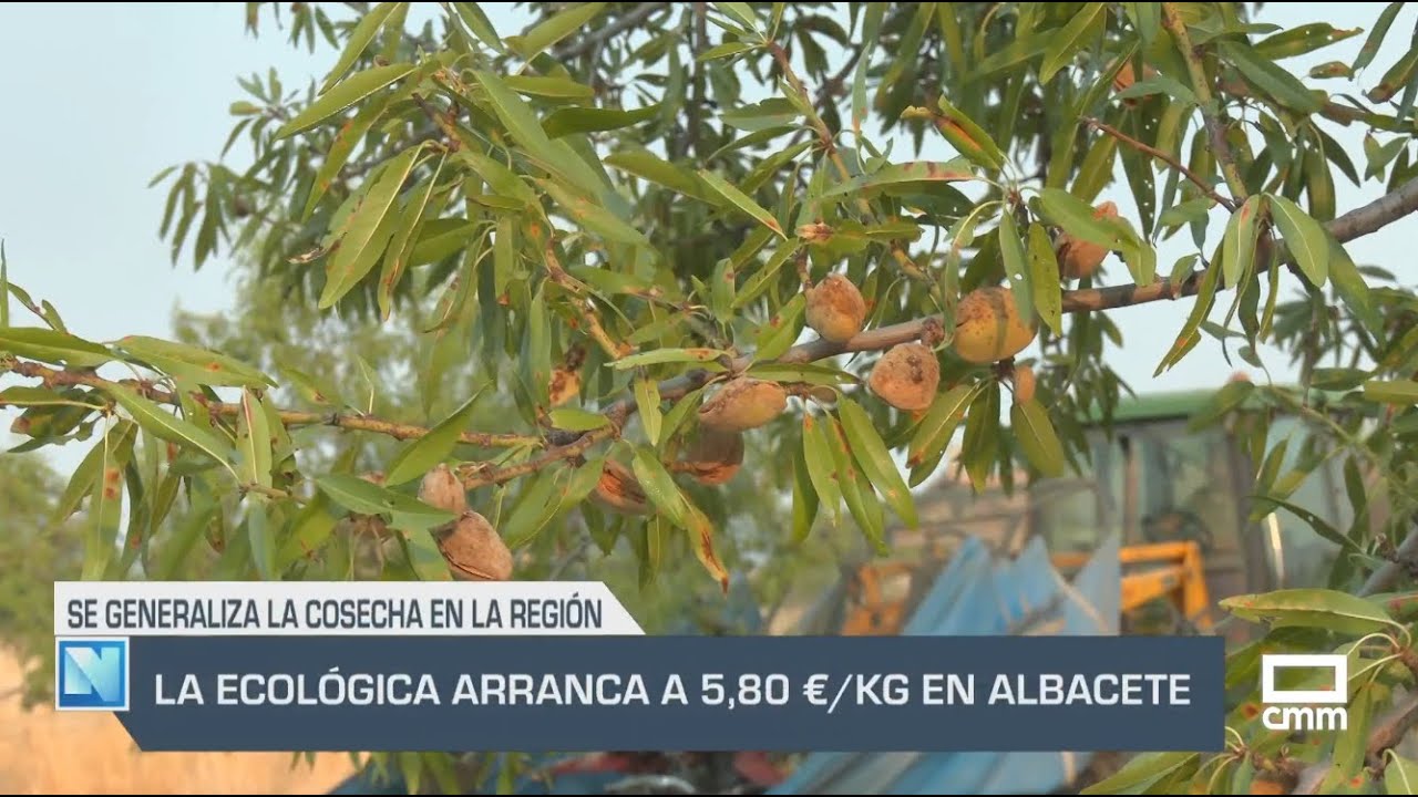 El Campo | La almendra ecológica arranca con 5,80 €/kg en Albacete | 26/08/25