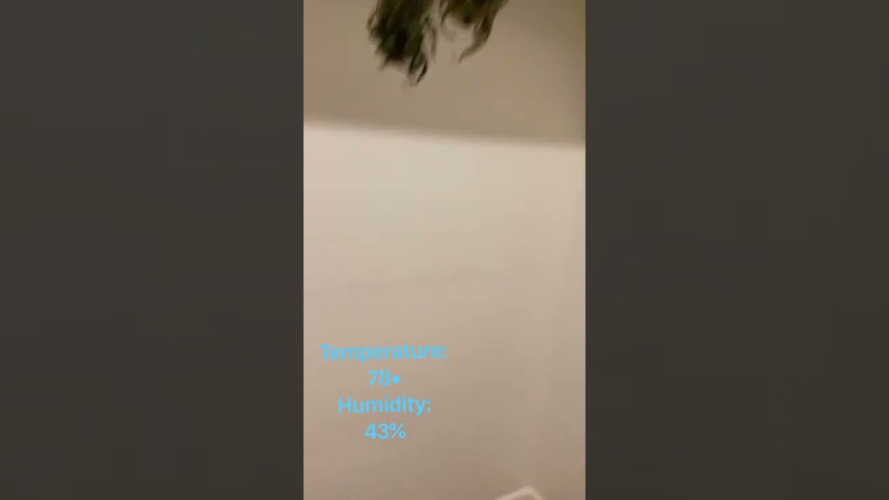 EzGro: 1st Mowie wowie 8/4/22 day one of hanging( Poor harvest due to early on set damage)