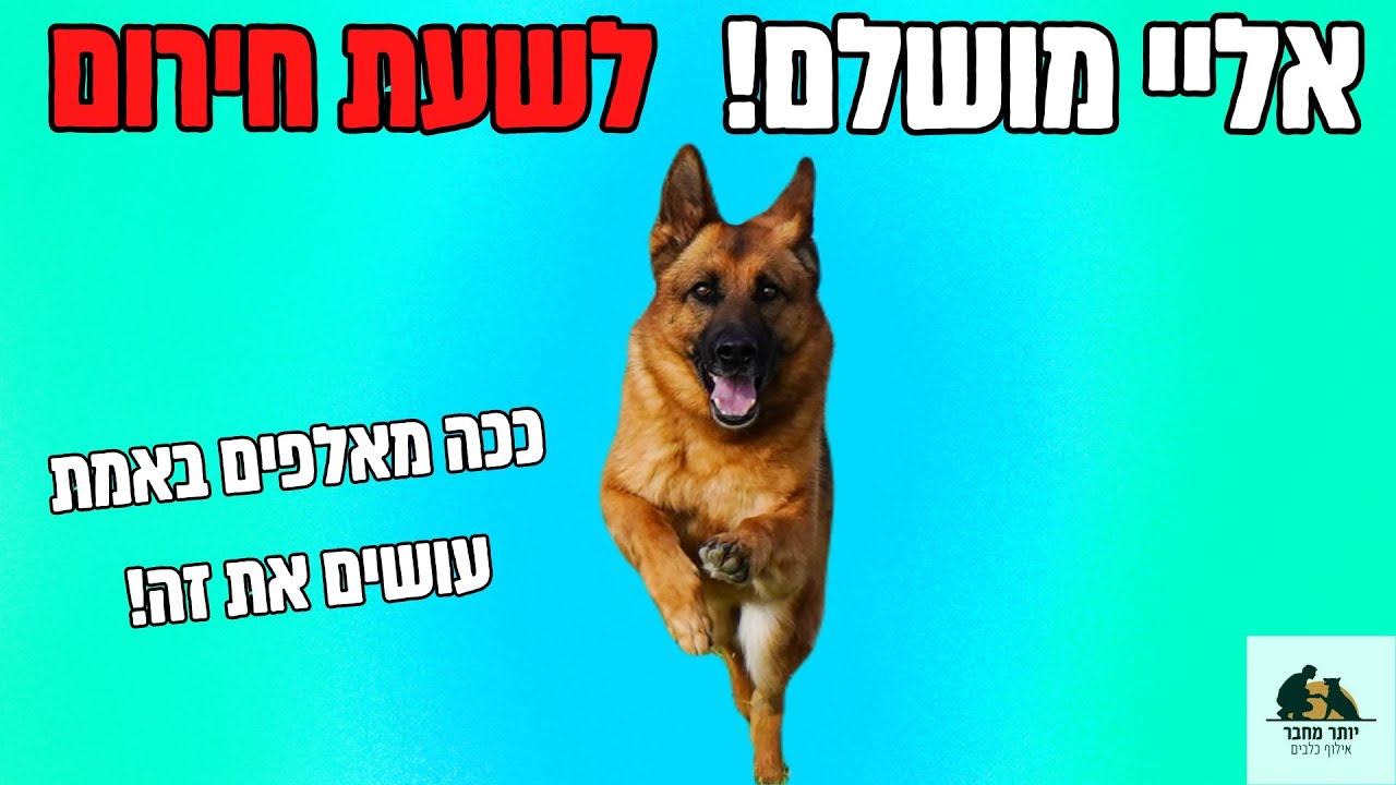 המדריך האולטימטיבי לאליי מושלם | זה עשוי להציל את הכלב שלכם!