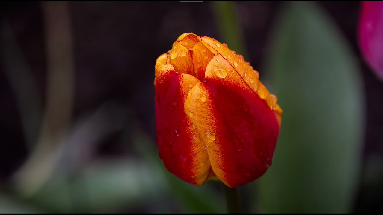 Darktable Episode 51: diffuse and sharpen module in practice