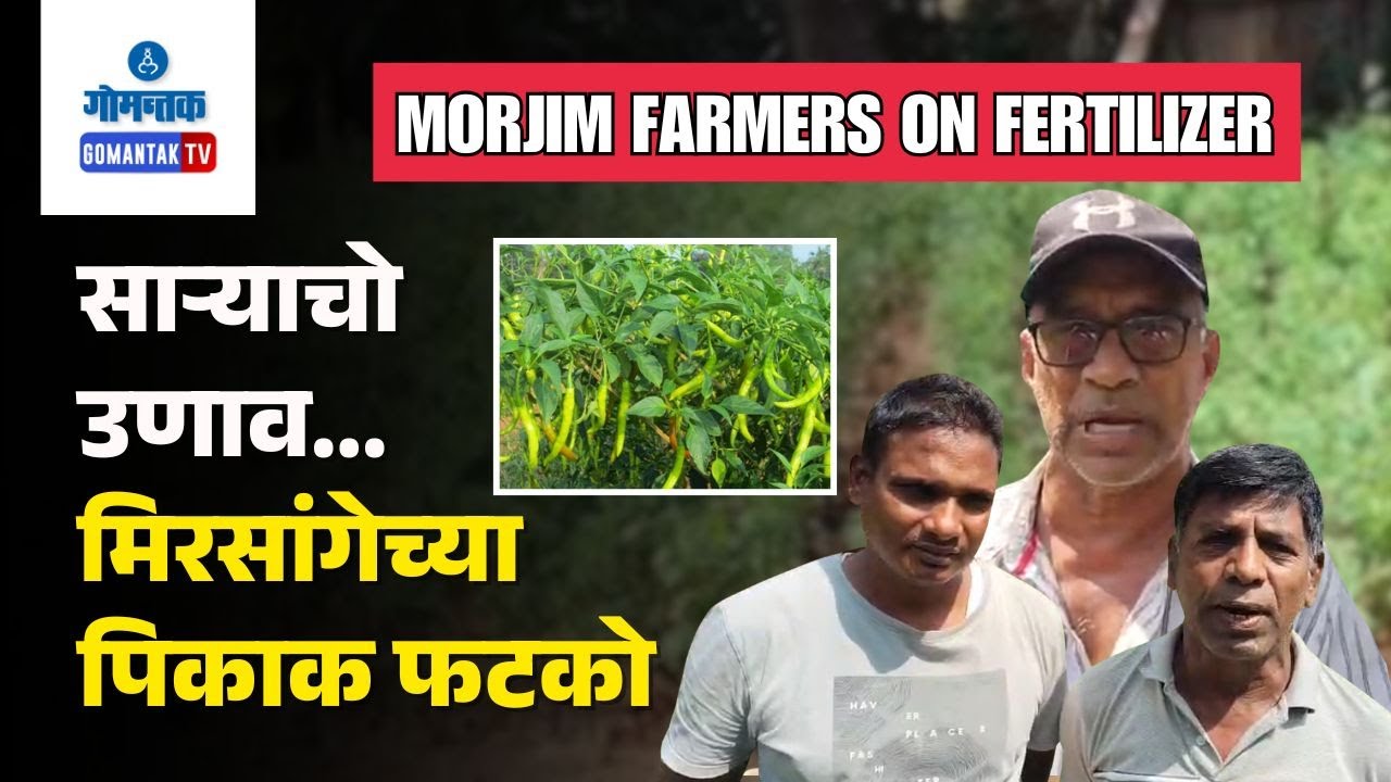 Morjim Farmers on Fertilizer - Fertilizer storage facility hits chilli farmers in Morjim|Gomantak TV