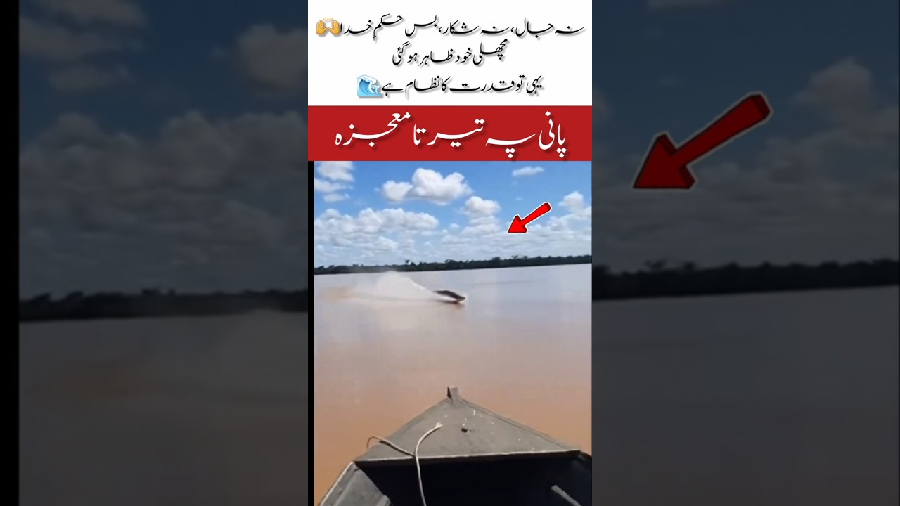 A Giant Fish Floating on Water A Sign of Nature or a Miracle?