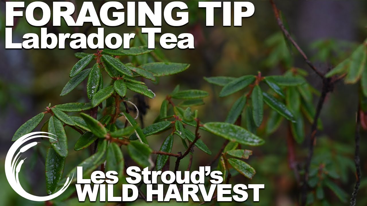 Wild Harvest Foraging Tips | Episode 31 | Labrador Tea