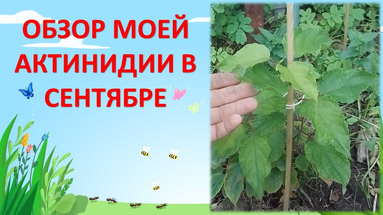 ОБЗОР АКТИНИДИИ АРГУТА И КОЛОМИКТА. АКТИНИДИЯ В ПОДМОСКОВЬЕ. Как выращивать актинидию.