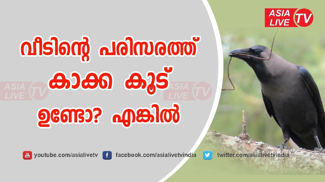 വീടിന്റെ പരിസരത്ത് കാക്ക കൂട് ഉണ്ടോ? എങ്കിൽ | 9567955292 | Malayalam Astrology | Asia Live TV