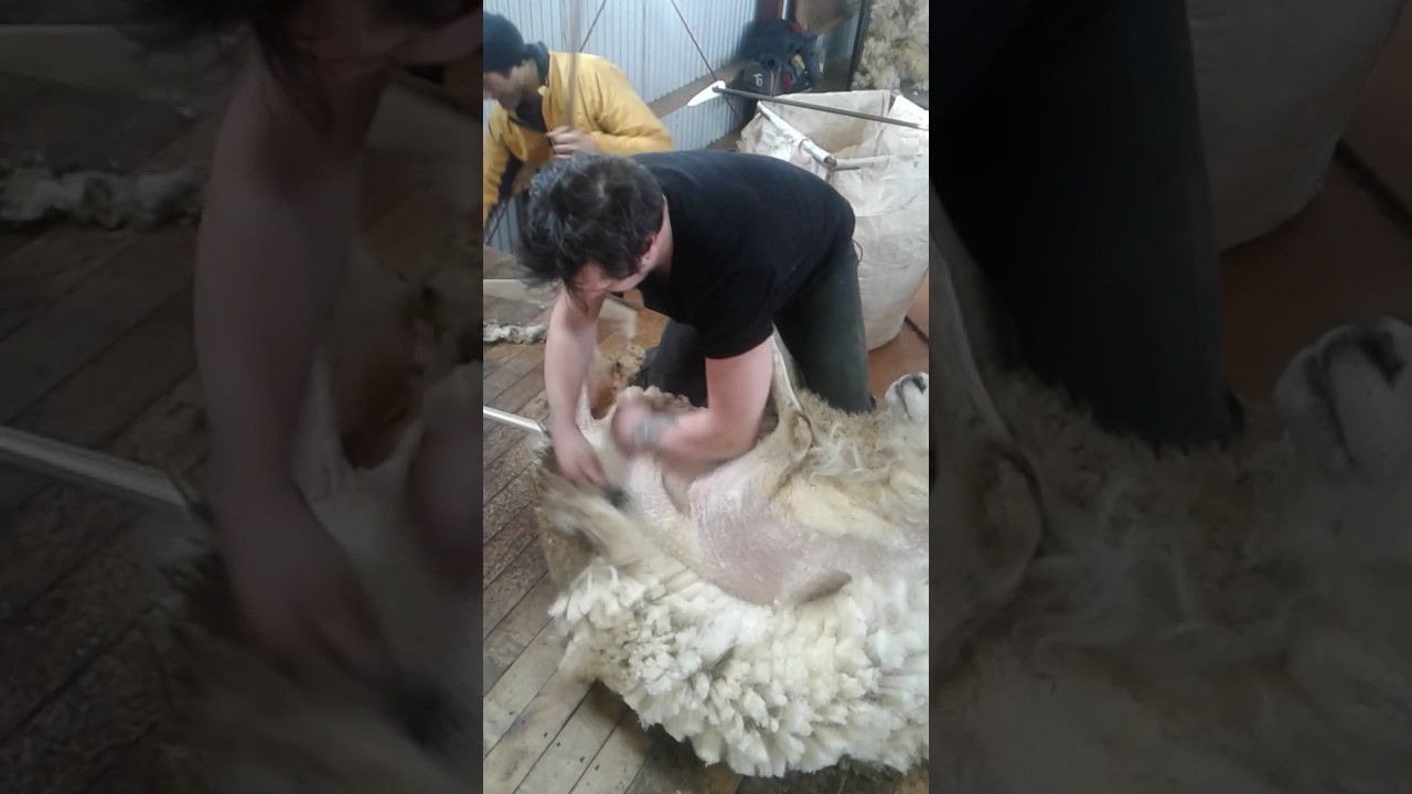 Shearing xbred rams