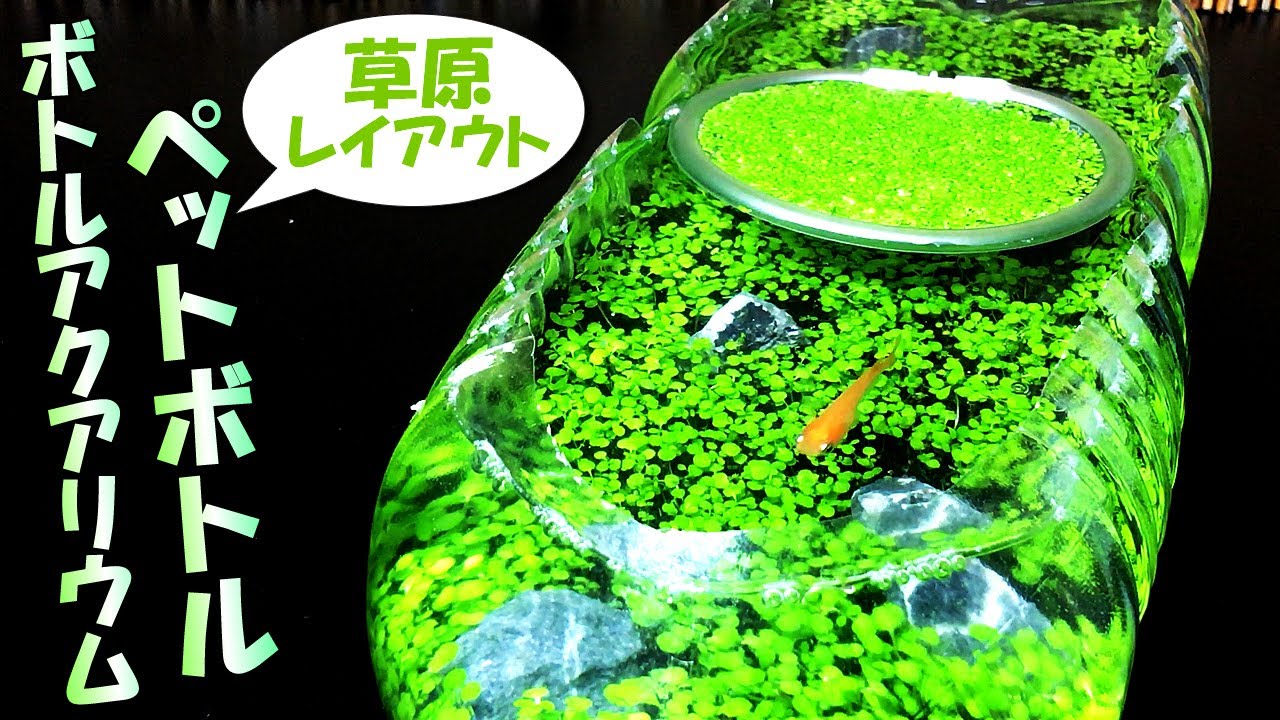 【卓上ビオトープ】初心者でも簡単！ペットボトルの中に草原レイアウトを作ってメダカを飼育｜Aquarium aquatic plant carpet in a plastic(PET) bottle
