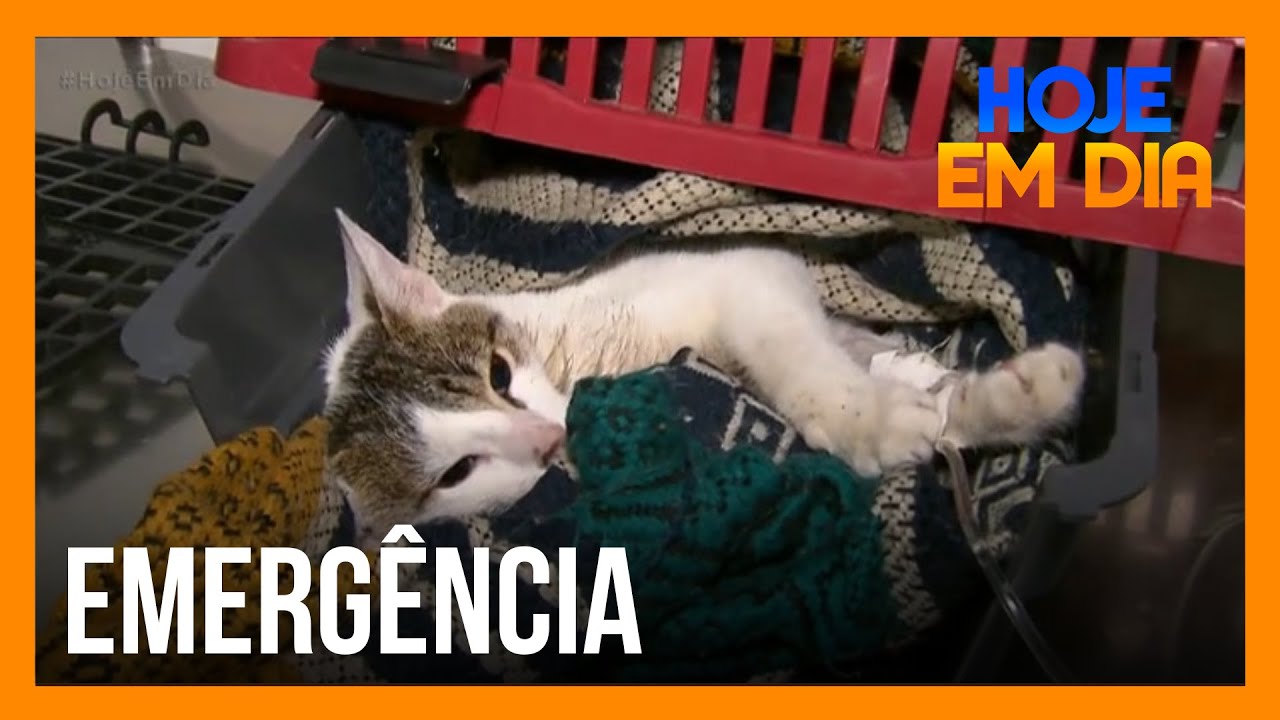 Saiba como funciona um hospital veterinário público em São Paulo