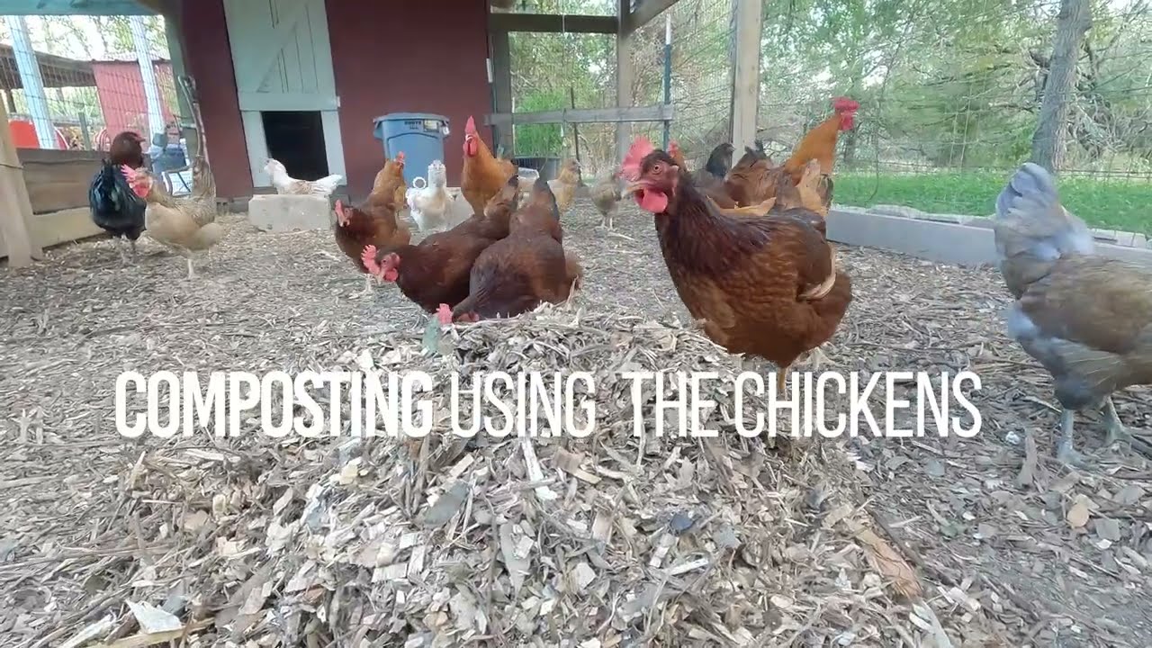 Chicken Coop Compost- How we let our chickens do the work!