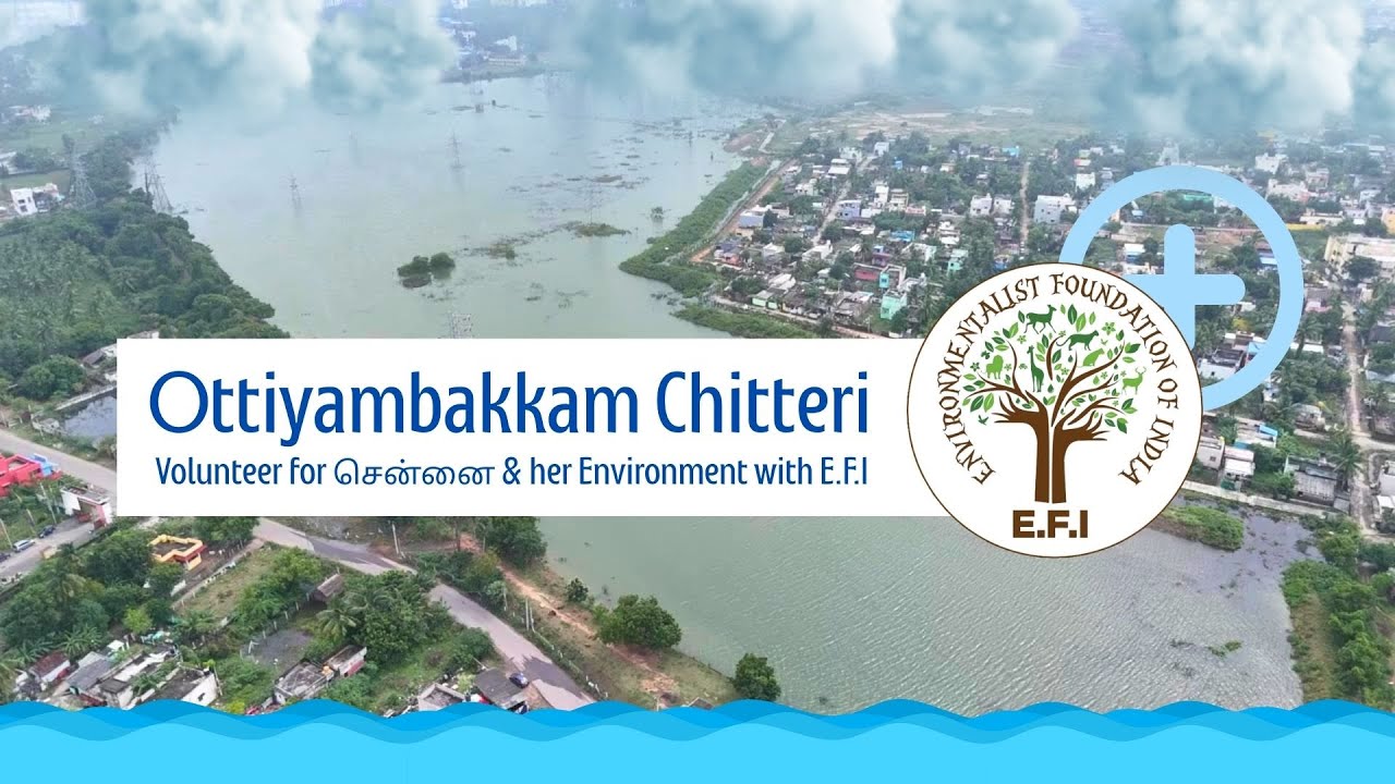 Ottiyambakkam Chitteri - EFI's Lake restoration effort in Chennai.