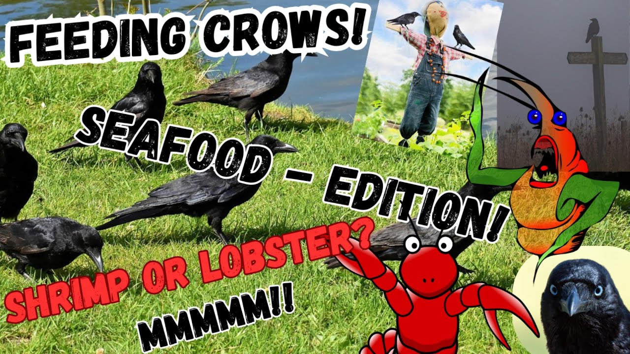 Feeding Crows Seafood Edition!