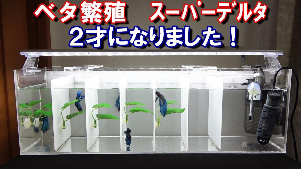 ベタの繁殖　２才になりました！【bettafish breeding season1】
