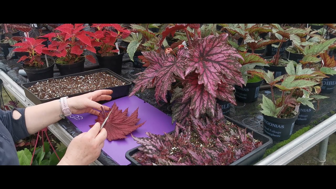 Begonia Rex: Propagation.  By Lynne Dibley