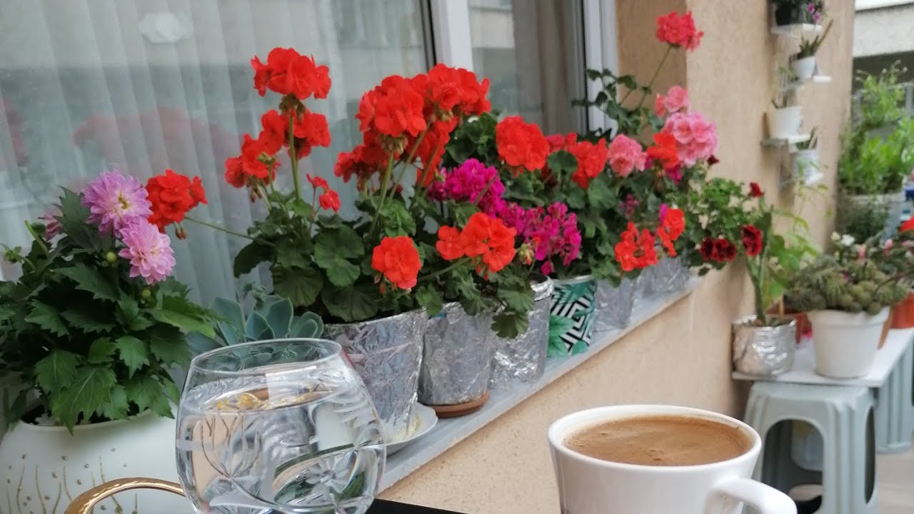 SARDUNYA DİKİMİ ÇİÇEK TOHUMU EKİMİ BALKON ÇİÇEKLERİM BALCONY FLOWERS CARE FLOWERİNG CURES SARDİNİA